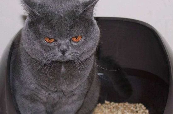 猫砂是什么材料做的