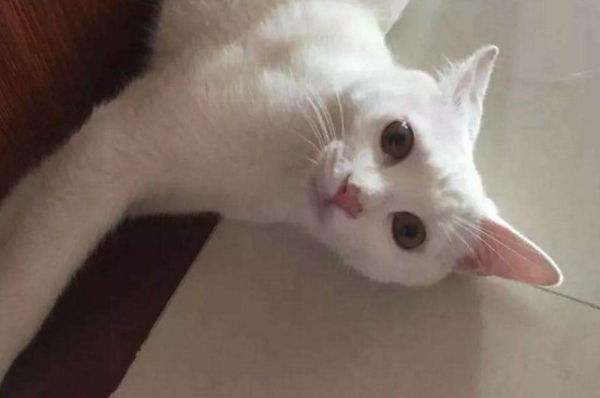 猫流口水没精神怎么回事