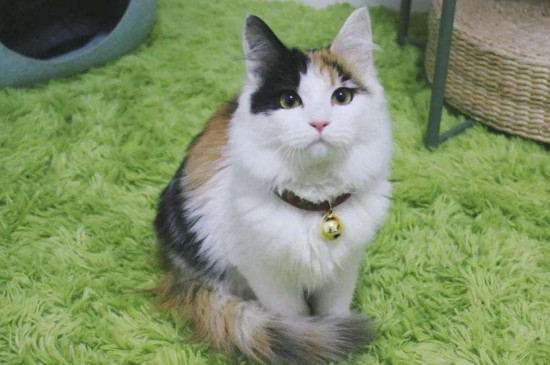 猫被打哭了怎么办