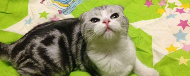 母猫和小猫能一起养吗