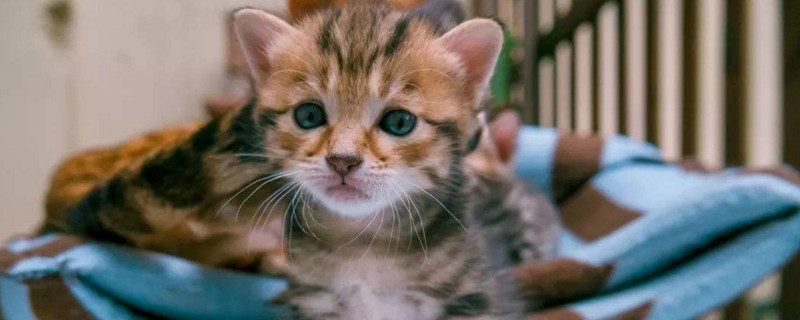 在室内养狸花猫合适吗