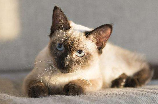 宠物猫为什么这么贵