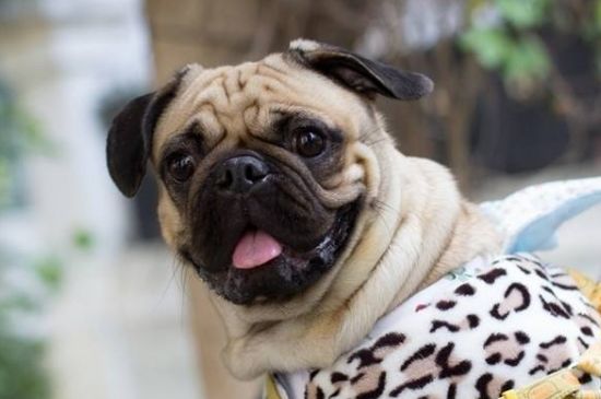 巴哥犬细小症状，呕吐便血浑身抽搐直至死亡