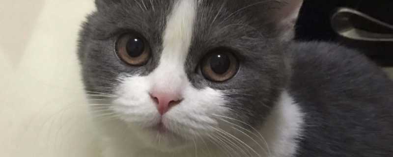 猫寄生虫会传染给人吗