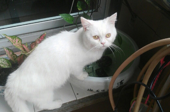 让猫挠出血用不用打针