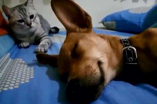 狗窝放卧室对人不好吗