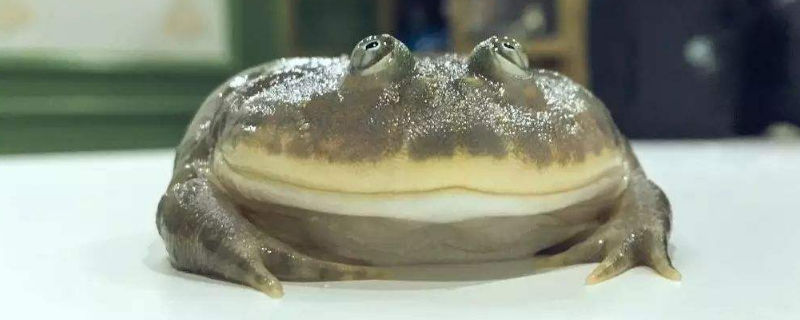宠物蛙认识主人吗