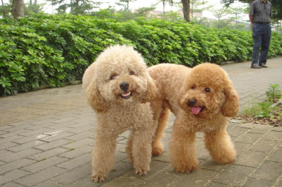 贵宾犬寿命死前症状