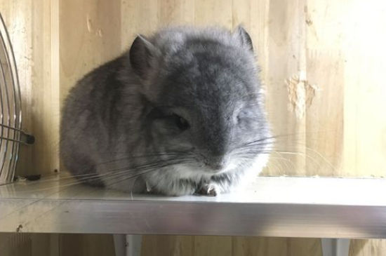 长毛龙猫多久才炸毛