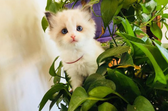 猫吃三文鱼的好处
