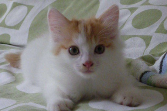 小猫害怕求饶的表现，紧张焦虑甚至会吓到秃顶