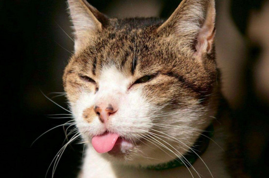 猫中毒的症状，最简单的治猫中毒方法