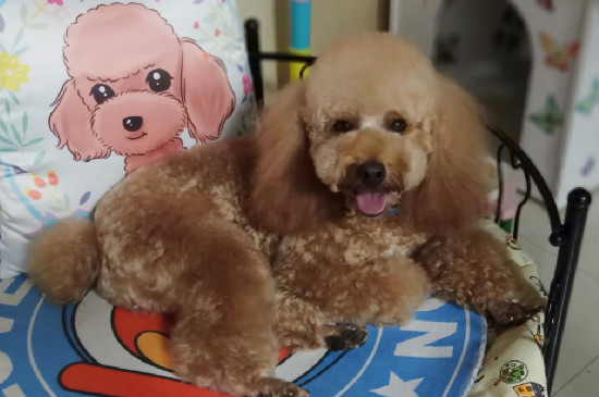 狗狗尾巴溃烂怎么处理