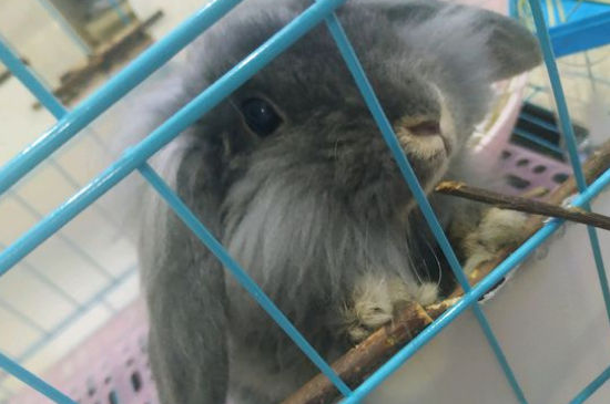 兔子离开主人会难过吗