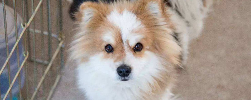 狗狗蛋蛋红肿是什么原因