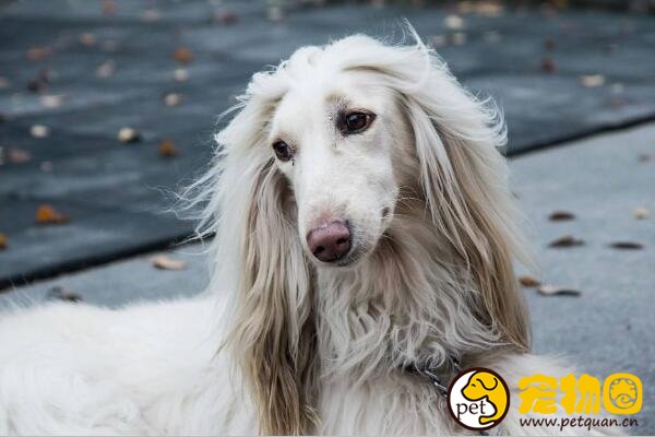 阿富汗猎犬智商最低，却是唯一能进入五星级酒店的名媛犬