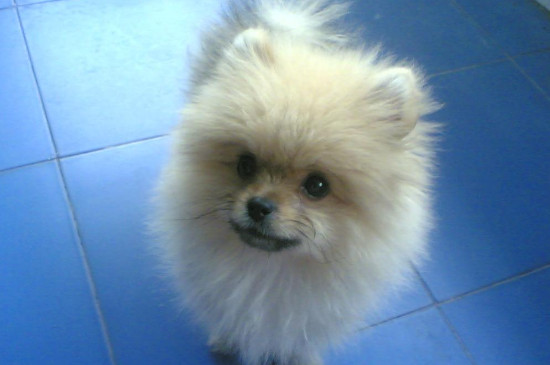 犬瘟后遗症多久能恢复