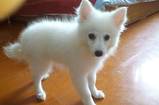 养银狐犬哪些不能做