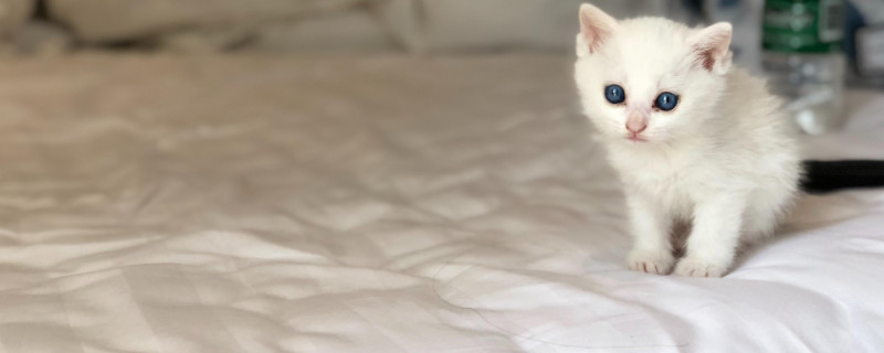 小奶猫吃什么