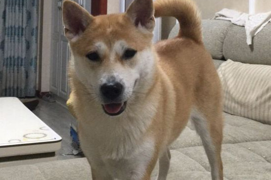 土狗好养吗
