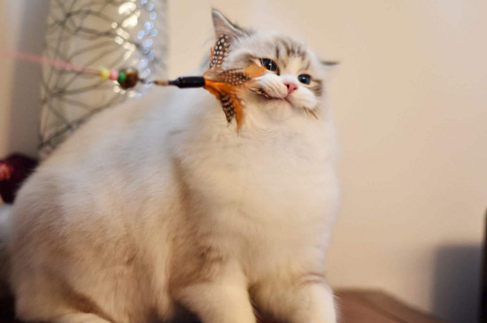 把猫打了一顿会怎么样