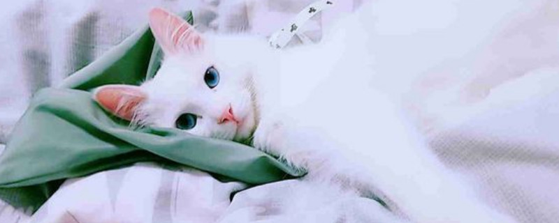安哥拉猫怎么辨别