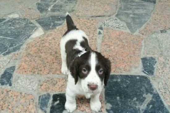 史宾格犬适合家养吗，性情稳定温顺友善适合看家