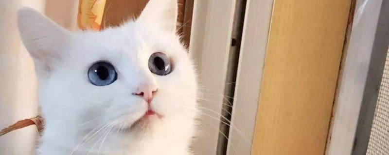 星期猫的症状