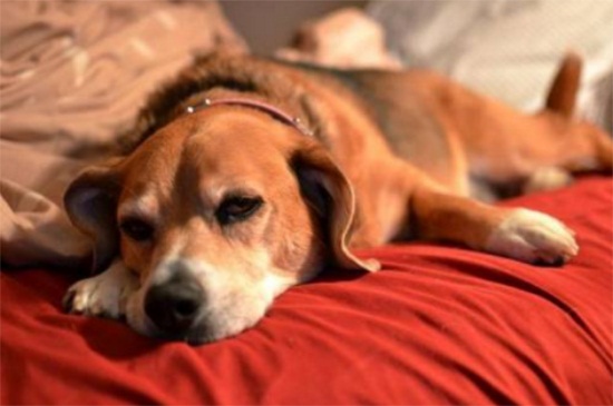狗狗打狂犬疫苗前能洗澡吗