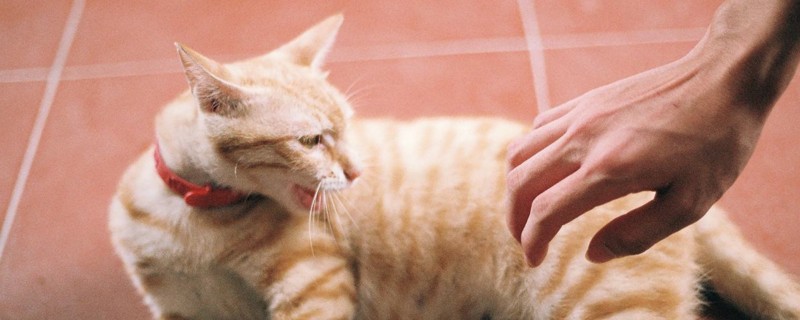 被猫挖了出血要不要打