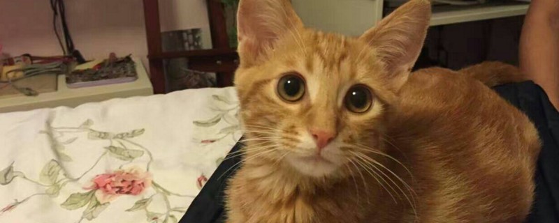 小猫吃驱虫药后的禁忌