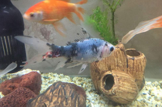 鱼缸下黄粉后多久喂食
