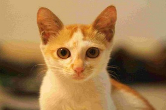 猫鼻子嘴巴三角区发黄