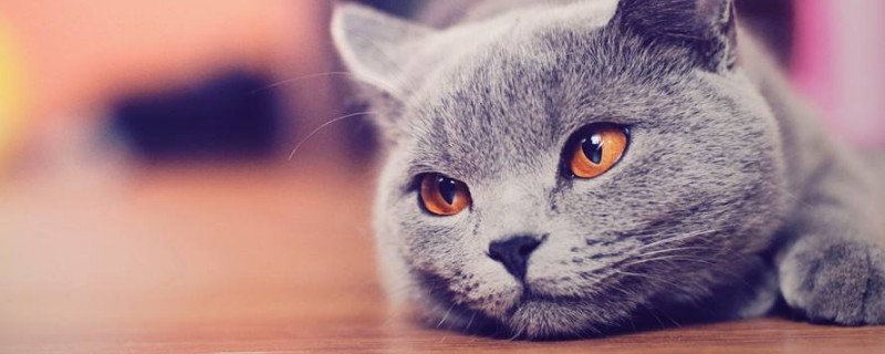 猫下猫娃前有什么预兆