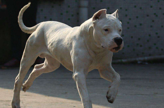 世界第一猛犬