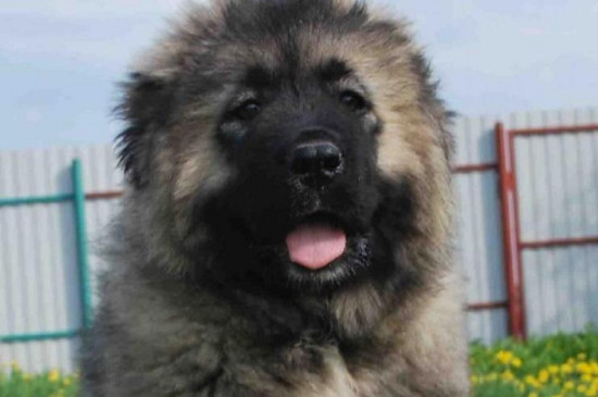 巨型犬体型排名