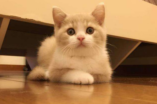 小猫新来怎么适应