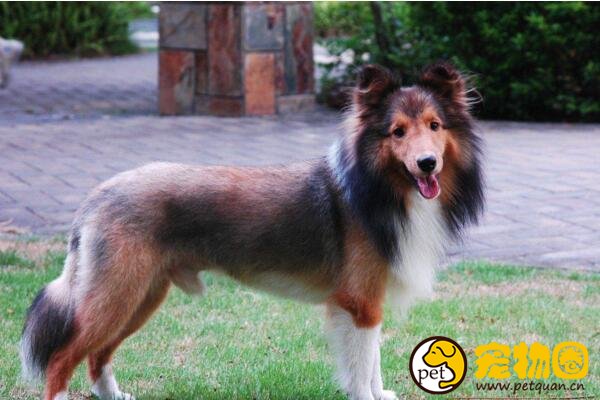 喜乐蒂牧羊犬怎么养，和苏牧犬有什么区别