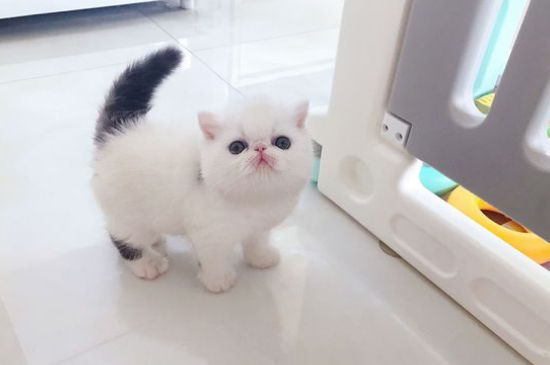 养猫对婴幼儿的危害