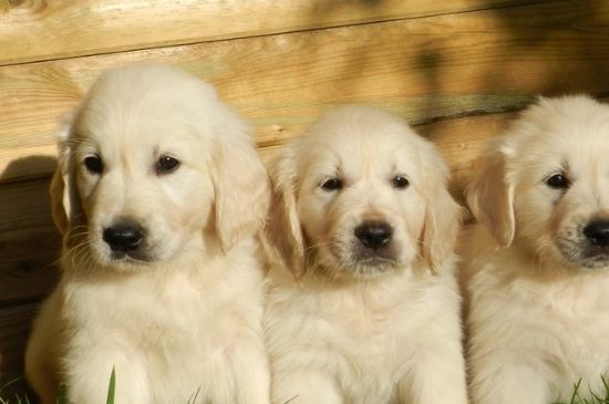 金毛幼犬打嗝怎么回事