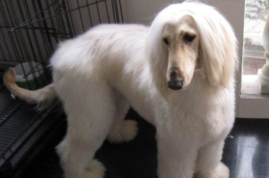 阿富汗猎犬为什么禁养