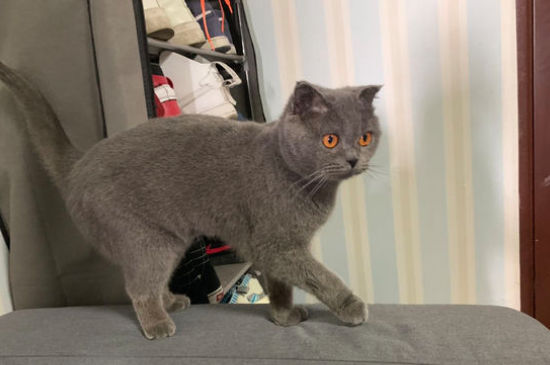 猫咪打喷嚏但是很活跃