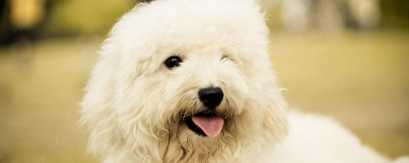 狗狗眼皮红肿