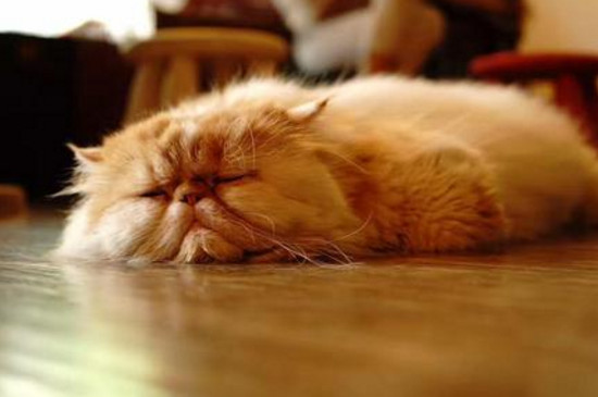 养猫异味大还是狗大