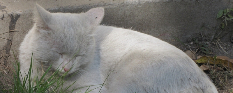 猫咪吐血水是怎么回事