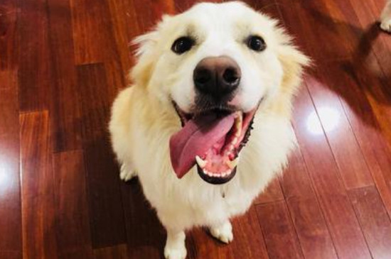 狗狗吃咸了怎么补救，狗狗吃太咸怎么办