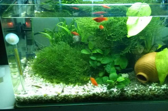 新鱼缸第一次怎样养水
