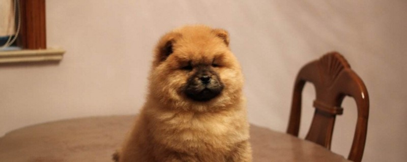 狗狗吃完狗粮就吐了