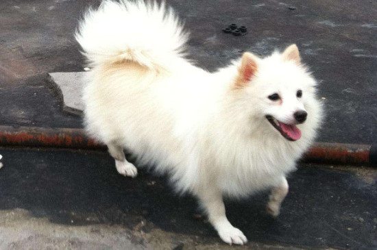 银狐犬什么时候爆毛