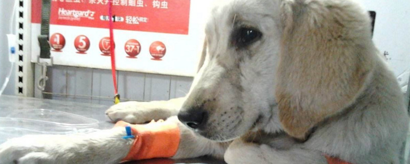 狗狗得细小能自愈吗